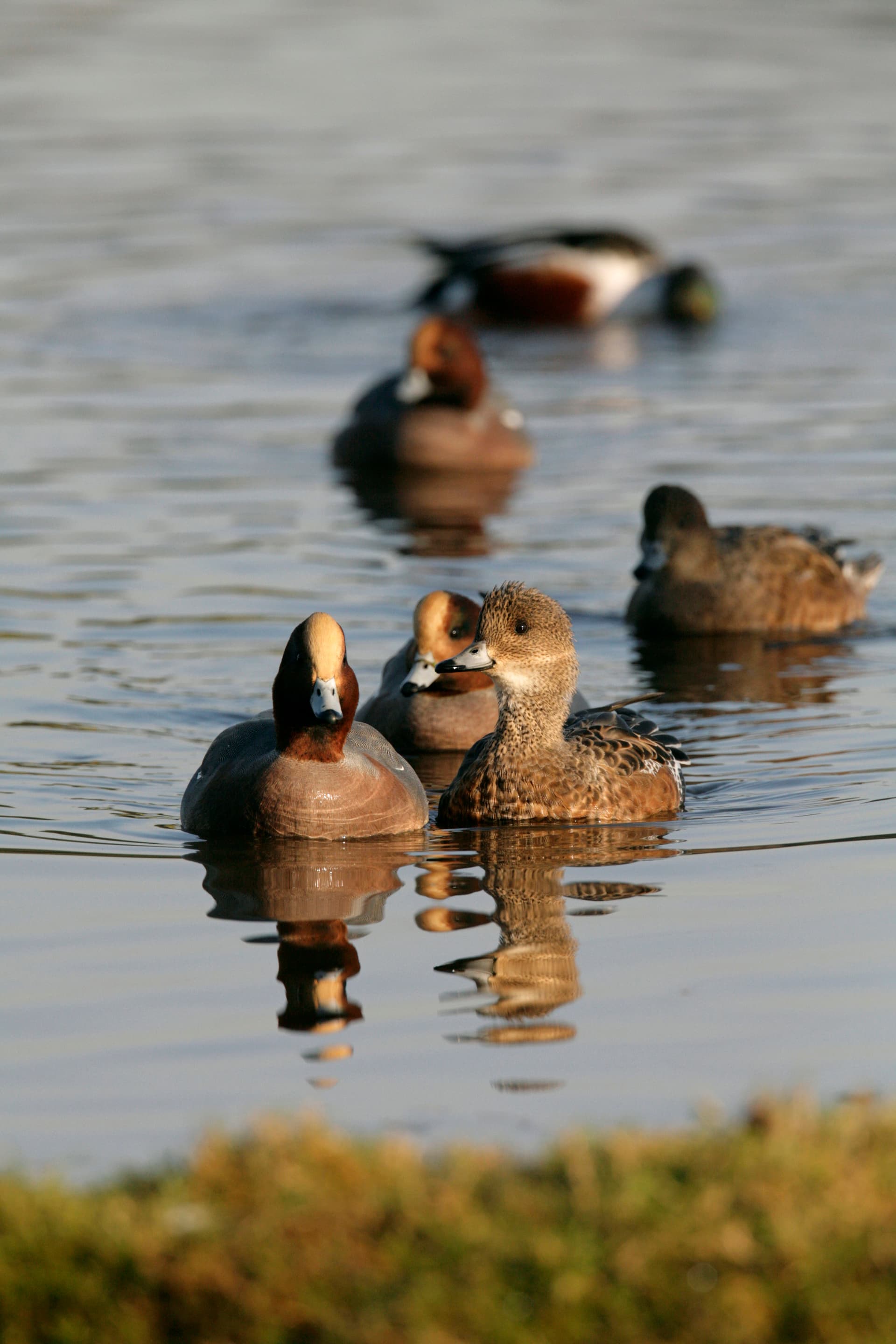 Guided Walk: Medmerry Migration Magic